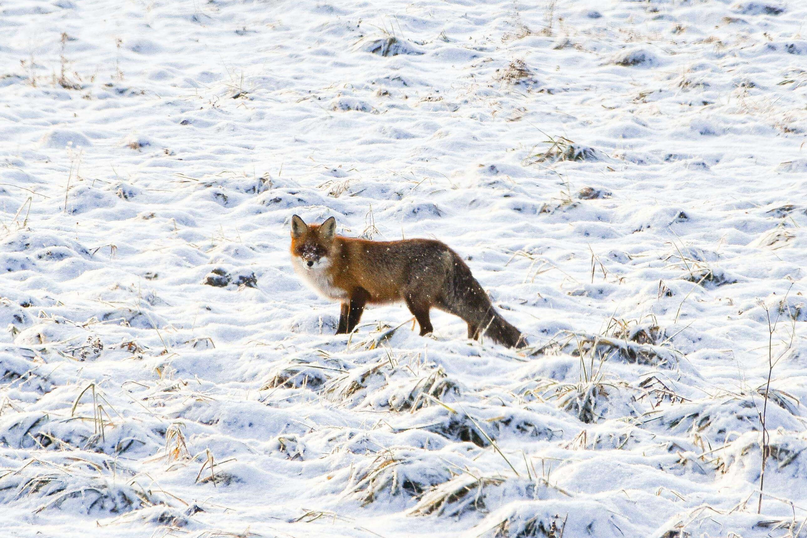 Winter & Cold Weather